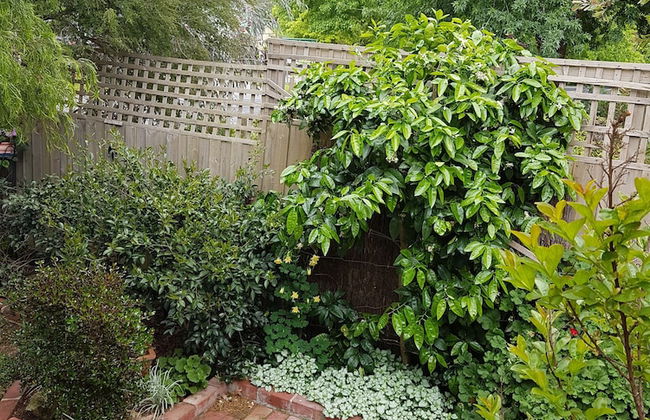 Healesville House - Fig Tree House - Photo 21