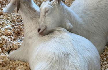 Catskills Aframe, Water View, Goat Sanctuary - Foto 59