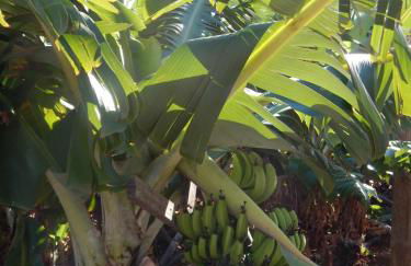 Villas Madalena Chalets vista mar cWiFi - Foto 16