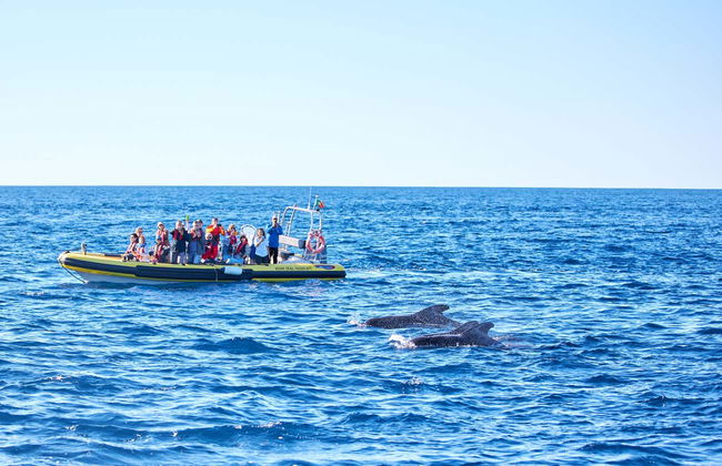 Whale & Dolphin Watching in Caniçal - Photo 7