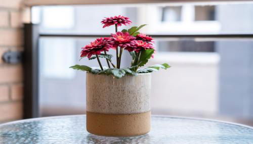 La Bicicleta - Foto 4