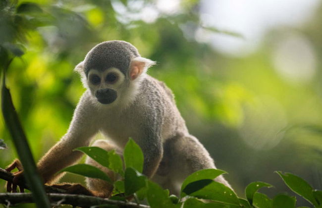 Excursión a la Reserva Ecológica de Tingana + Paseo en canoa - Foto 6