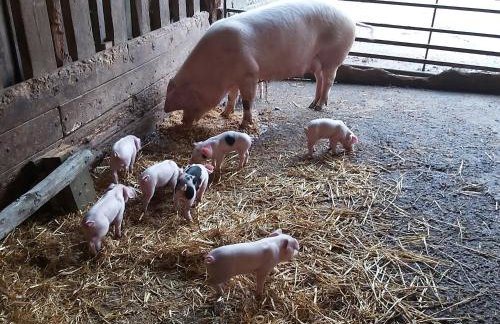 Cuckoo's Nest - Foto 22