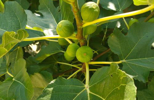 La Maison de André - Foto 13