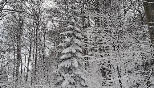 OG Apartman - Foto 2