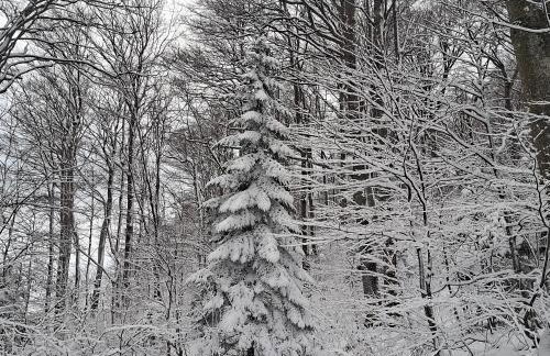 OG Apartman - Foto 2