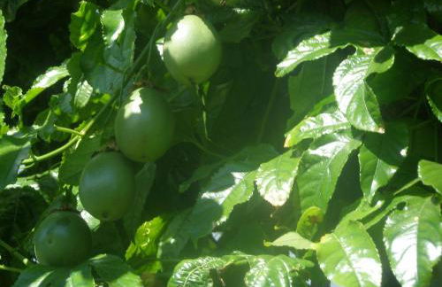 Quinta Nossa Senhora de Lourdes - Photo 40