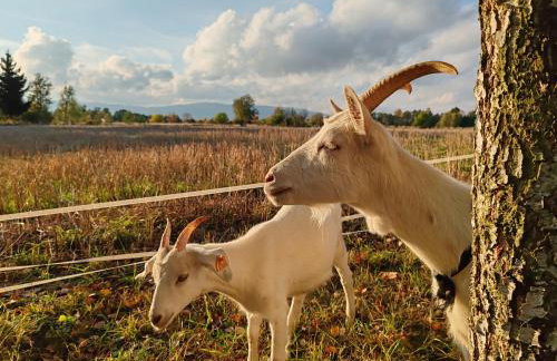 BAJKA-Domek na wsi - Foto 38