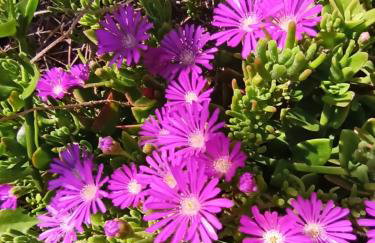 Apartmani Mislav - Photo 47