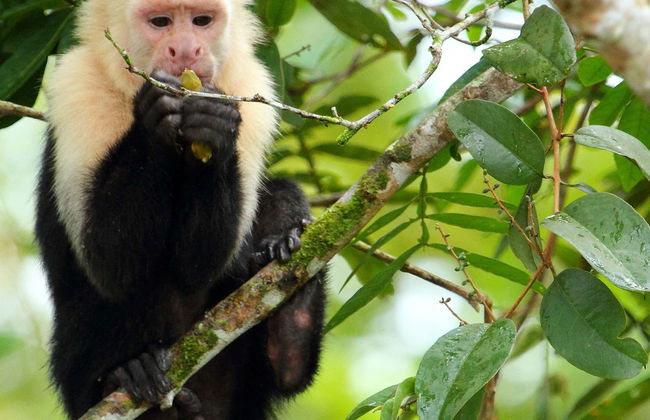 Excursão a Caño Negro - Foto 1