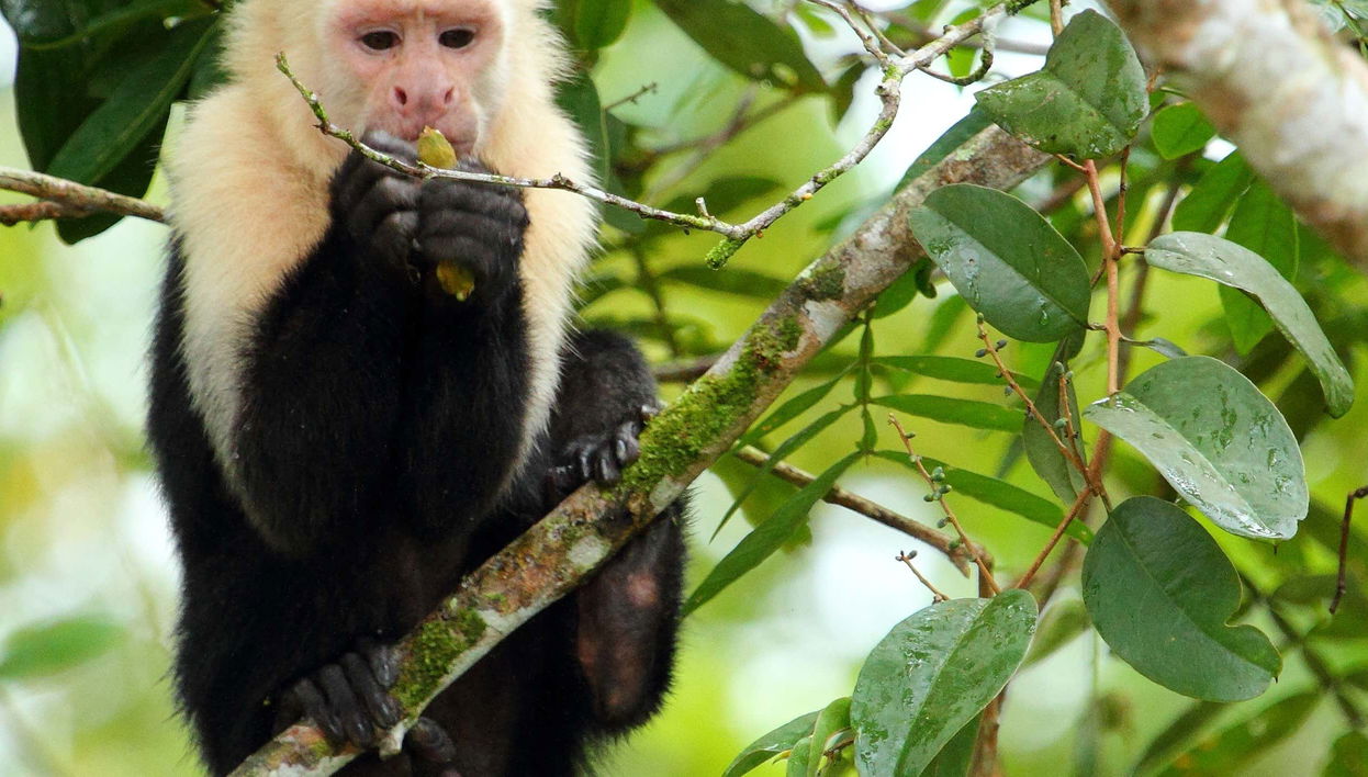 Caño Negro Wildlife Refuge Excursion