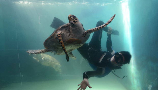 Tortue dans l'aquarium de Mazatlan