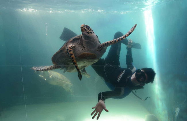 Tour por Mazatlán + Acuario - Foto 4