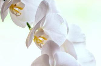 Chateau Mariposa - Foto 64