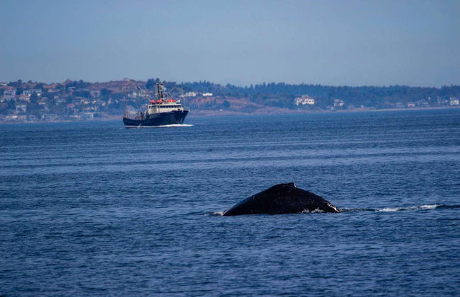 Whale Watching in Victoria - Foto 7