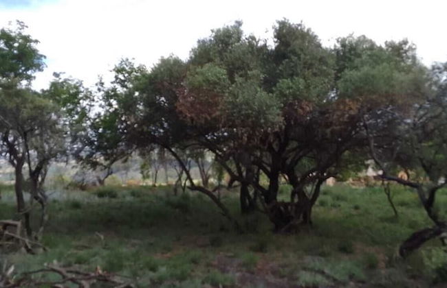 Natures Green Resort and Spa - Foto 75