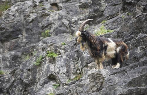 The Cowshed - Foto 24