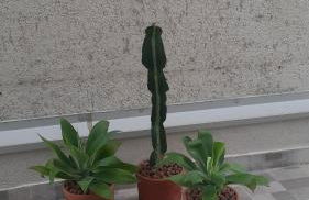 Apê no Centro, Apé no Centro - Foto 23