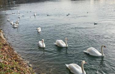 Waldshut -Kaiser55 - Foto 59