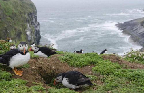 Green Shutters PembrokeshireBeachHouse - Foto 57