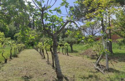 Villa Regno - Foto 19