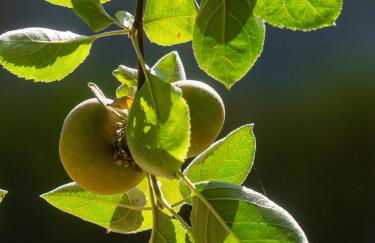 Castelo Gerês - Exquisite Eco-Cottage - jacuzzi - Foto 37