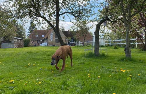 Historisches Bauernhaus für 8 Personen mit Luxus und Natur auf 2 Etagen ideal für Familien und Hunde 2500m2 eingezäunt an der Ostsee - Foto 49