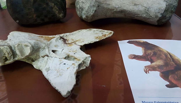 Tour por Villavieja + Paseo en barco - Foto 2, Fosiles del museo