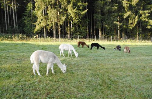 FeWo "AlpakaZeit" im ökologischen Holzhaus mit traumhafter Aussicht und Alpakas - Foto 23