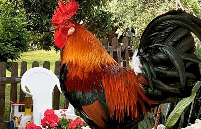 Masseria Santacatrini - Photo 51