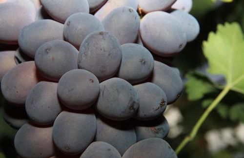 Alojamientos Rurales Cortijo Las Golondrinas - Foto 22