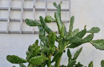 Monte da ti Luzia - Foto 59