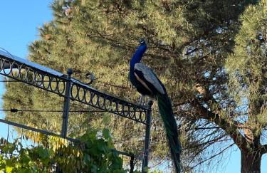 La Casa Dei Fiori - Foto 37