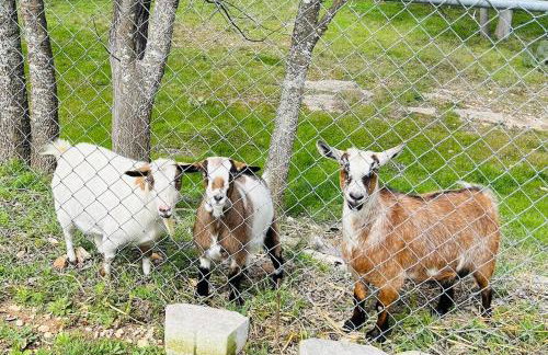 DH RIVER LODGE! Gather your herd here! - Foto 73