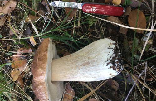 Apartment Spitzwegerich by Interhome - Foto 25