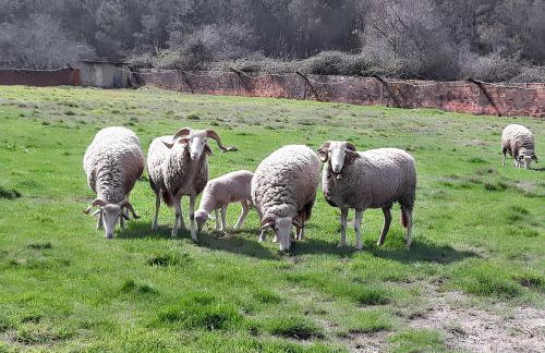 House with Shared Pool in Águeda, Mountain View - Foto 53