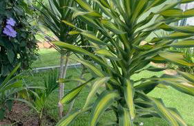 Blue House Casa de temporada no brejo - Photo 25