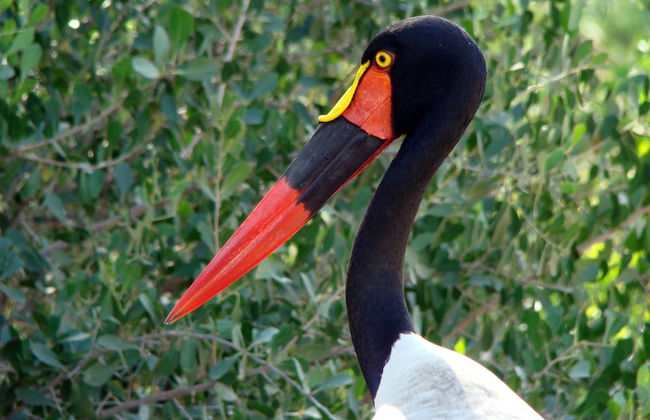 Pezulu Tree House Lodge - Foto 56