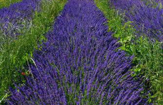 Le CAMPAGNE - Foto 50