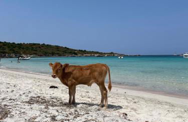 Superbe T2 avec grande terrasse et vue mer Résidence Isola Céleste - Foto 49