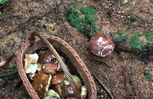 Luxus Ferienhaus Erzgebirge in Alleinlage - Foto 28