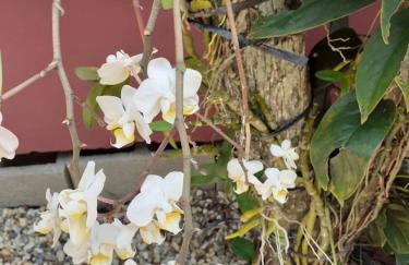 Vila Figueiredo das Donas - Photo 25