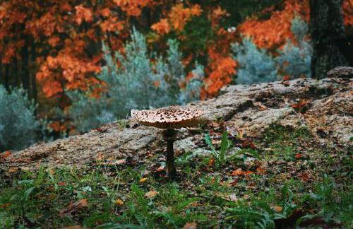 Quinta das Fontes - Alojamento Rústico Local e Turismo Rural - Foto 38