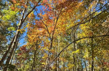 The Lily Pad Cabin, 19 Private Acres, Fire Pit - Foto 31