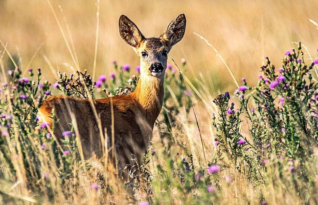 Holiday Home in Bruzaholm - Photo 4