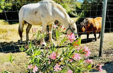 Quinta Vale da Prata - Foto 43