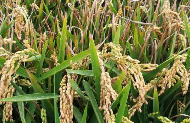 Lo piset del Delta: Apartamento con piscina para 4 - Foto 39