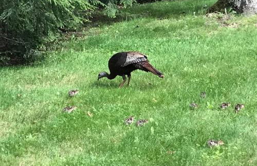 Midcentury Modern ZenHouse Sculptor Studio - Foto 46