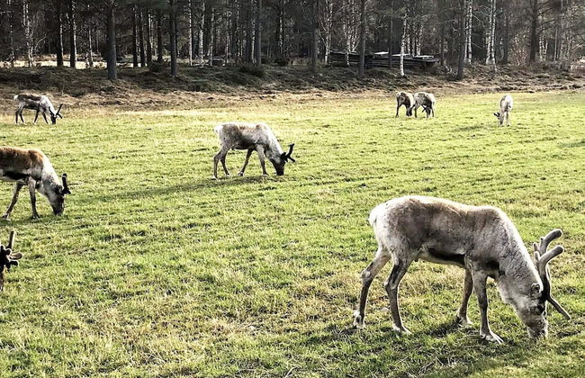 5 Person Holiday Home in Idre-by Traum - Foto 10