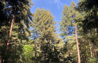 Private Glamping Getaway in the Redwoods near Santa Cruz, California - Foto 40